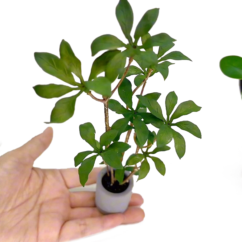 Bonsai Gardenia - Plantes miniatures en pot pour bonsaï,