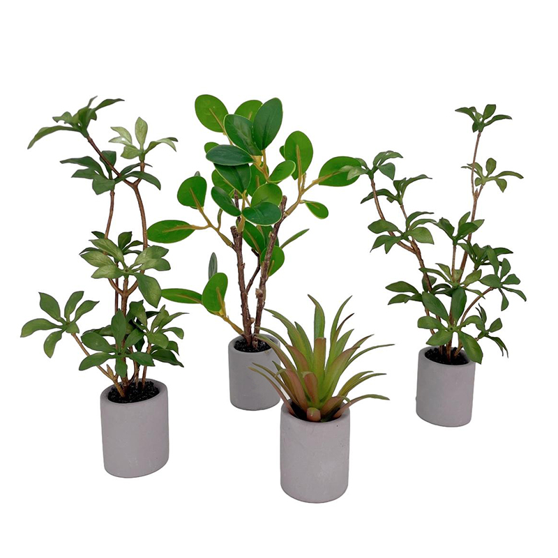 Plantes miniatures en pot pour - Bonsai Gardenia avis et prix